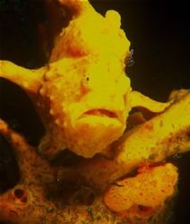 2 x frogfish by Gregory Grant 